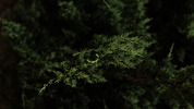 b-981.jpg b-981.jpg